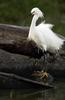 Snowy Egret (Egretta thula)