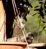 spinycheeked honeyeater 2