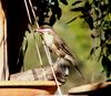 spinycheek honeyeater 1