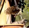 spinycheeked honeyeater 3