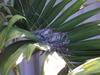 peaceful dove chicks (Peaceful dove; Geopelia placida)