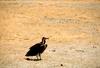 Lappet-faced Vulture (Torgos tracheliotus)