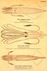 Various squid species