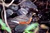 American Robin (Turdus migratorius)