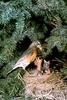 American Robin & chicks (Turdus migratorius)