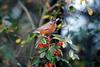 American Robin (Turdus migratorius)