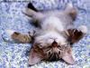 kitty
