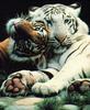 tigers