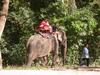 Asian Elephant Working as a tour guide