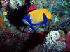 Screen Themes - Coral Reef Fish - Blue-girdled Angelfish 2