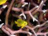 Screen Themes - Coral Reef Fish - Damselfish in Hard Coral