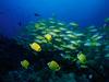 Screen Themes - Coral Reef Fish - Schools of Tropical Fish