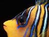 Screen Themes - Coral Reef Fish - Yellow & Blue Regal