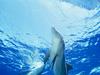 Screen Themes - Dolphins & Whales - Atlantic Bottlenosed Dolphin