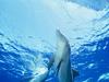 Screen Themes - Dolphins & Whales - Atlantic Bottlenosed Dolphin