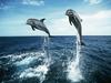 Screen Themes - Dolphins & Whales - Bottlenosed Dolphin duo Jumping