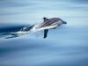 Screen Themes - Dolphins & Whales - Common Dolphin in the Water