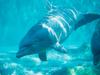 Screen Themes - Dolphins & Whales - Dolphin Swimming Underwater