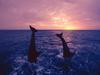 Screen Themes - Dolphins & Whales - Dolphins Diving in Ocean