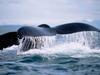 Screen Themes - Dolphins & Whales - Humpback Whale Tail