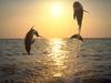 Screen Themes - Dolphins & Whales - Leaping Dolphins