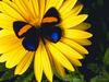 Screen Themes - Flower Power - Gerver Daisy & Butterfly