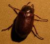 night beetle