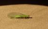 lacewing