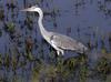 Heron Kruger National Park South Africa