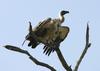 African White-backed Vulture Kruger National Park South Africa