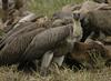 African White-backed Vultures feeding Kruger National Park South Africa