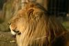 Lion (male)