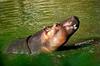 Hippopotamus
