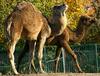 Dromedaries