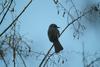 직박구리 Ixos amaurotis (Brown-eared Bulbul)