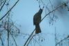 직박구리 Ixos amaurotis (Brown-eared Bulbul)