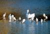 쇠백로무리 Egretta garzetta garzetta (Little Egrets)