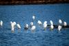 쇠백로무리 Egretta garzetta garzetta (Little Egrets)