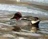 Common Teal (Anas crecca)