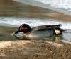 Common Teal (Anas crecca)