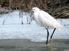 Little Egret (Egretta garzetta garzetta)