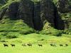 Screen Themes - Hawaii - Kualoa Ranch