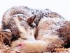 Screen Themes - Let it Snow! - Sled Dog Sleeping