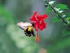 Screen Themes - Little Creatures - Birdwing Butterfly