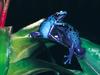 Screen Themes - Little Creatures - Blue Poison Dart Frog duo