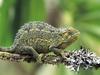 Screen Themes - Little Creatures - Chameleon