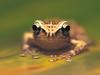 Screen Themes - Little Creatures - Frog