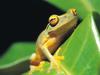 Screen Themes - Little Creatures - Orange-eyed Treefrog