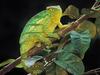 Screen Themes - Little Creatures - Parson's Chameleon