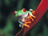 Screen Themes - Little Creatures - Red-eyed Treefrog